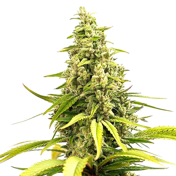 Critical Cream Caramel Auto (Blimburn Seeds) – offizielles Produktbild
