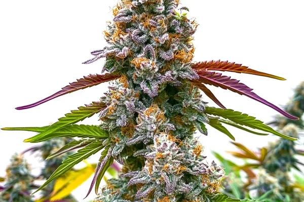 Critical Daddy Purple (Blimburn Seeds) – offizielles Produktbild