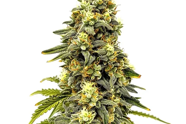 Critical Jack Auto (Blimburn Seeds) – offizielles Produktbild