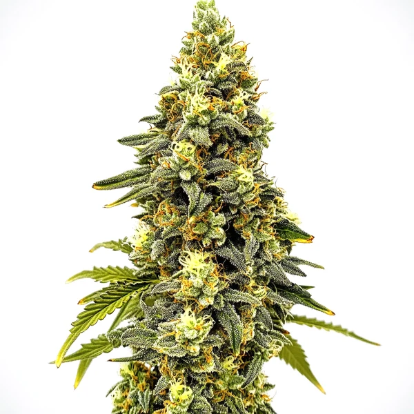 Critical Jack Auto (Blimburn Seeds) – offizielles Produktbild