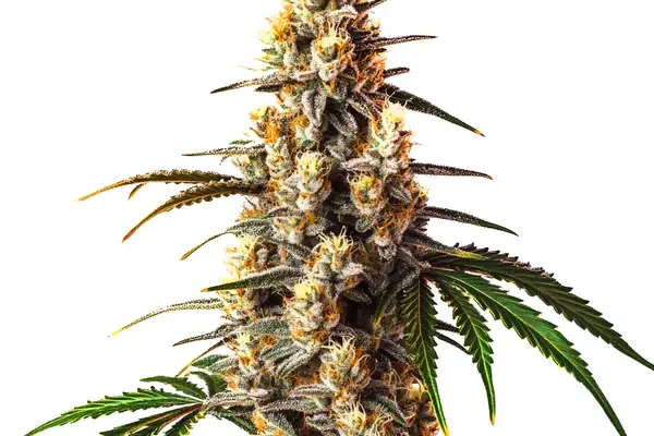 Critical Kush (Blimburn Seeds) – offizielles Produktbild