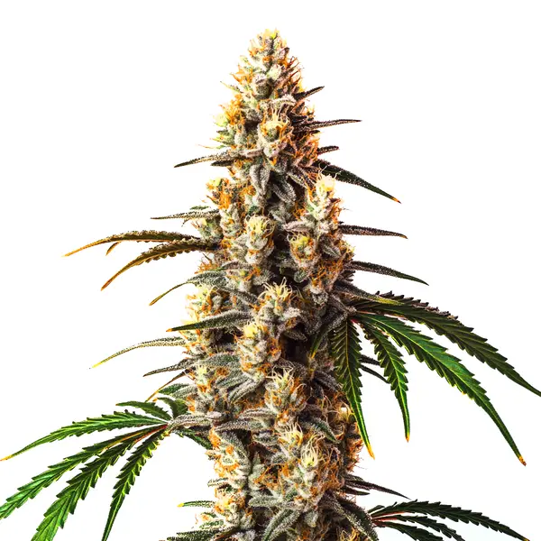 Critical Kush (Blimburn Seeds) – offizielles Produktbild