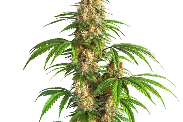 Critical Kush Auto (Blimburn Seeds) – offizielles Produktbild