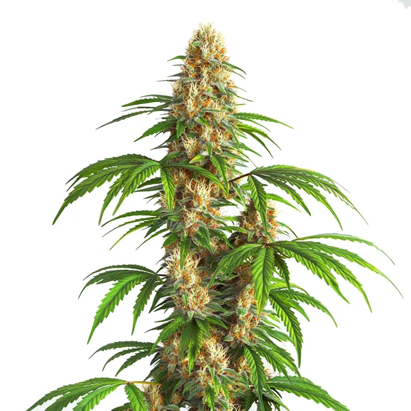 Critical Kush Auto (Blimburn Seeds) – offizielles Produktbild