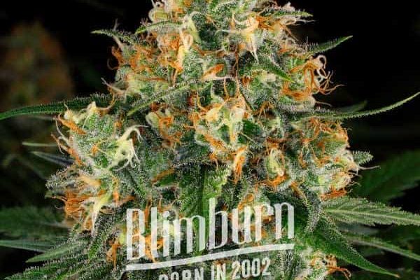 Critical Nicky Kush (Blimburn Seeds) – offizielles Produktbild