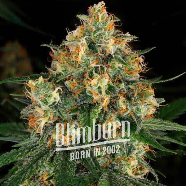 Critical Nicky Kush (Blimburn Seeds) – offizielles Produktbild