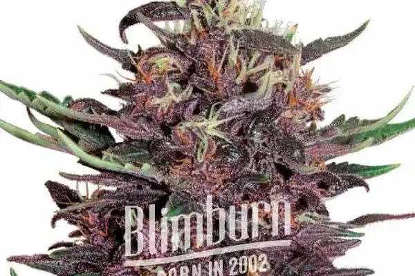 Critical Purple Auto (Blimburn Seeds) – offizielles Produktbild