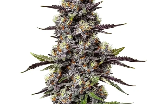 Critical Purple Kush (Blimburn Seeds) – offizielles Produktbild