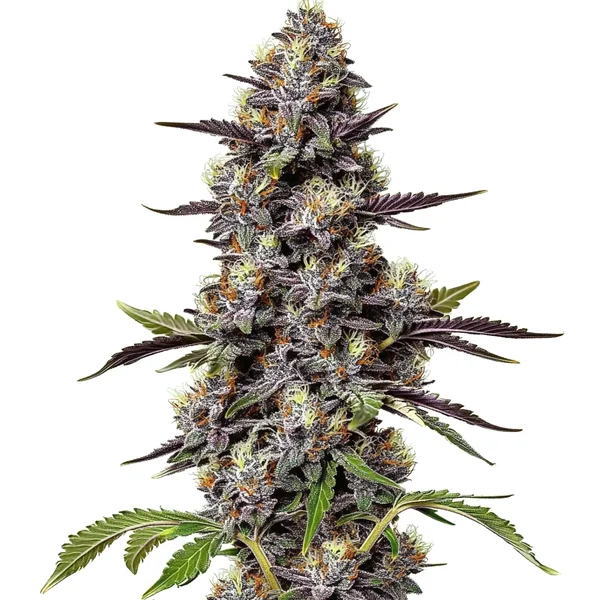 Critical Purple Kush (Blimburn Seeds) – offizielles Produktbild
