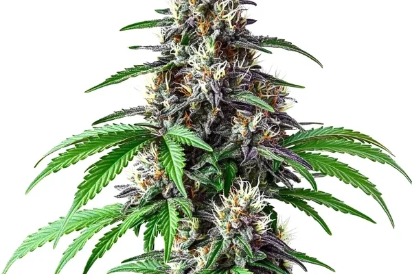 Critical Purple Kush x Bruce Banner Regulär (Blimburn Seeds) – offizielles Produktbild