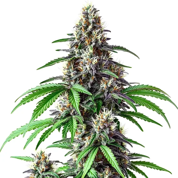Critical Purple Kush x Bruce Banner Regulär (Blimburn Seeds) – offizielles Produktbild