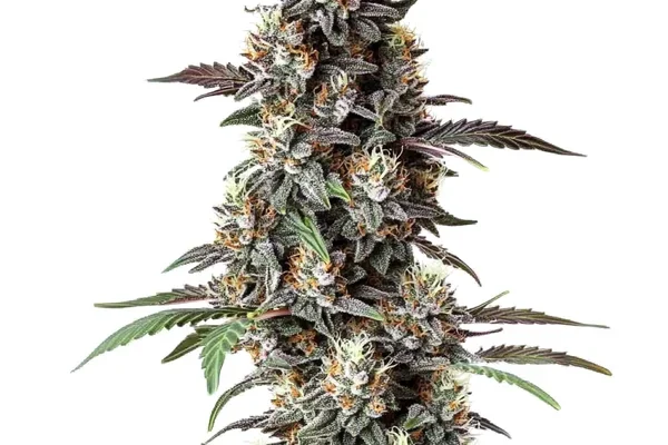 Critical Purple Regulär (Blimburn Seeds) – offizielles Produktbild