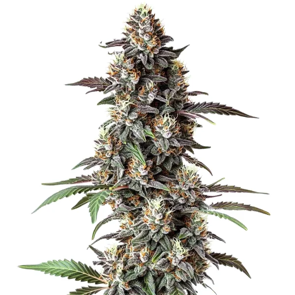 Critical Purple Regulär (Blimburn Seeds) – offizielles Produktbild