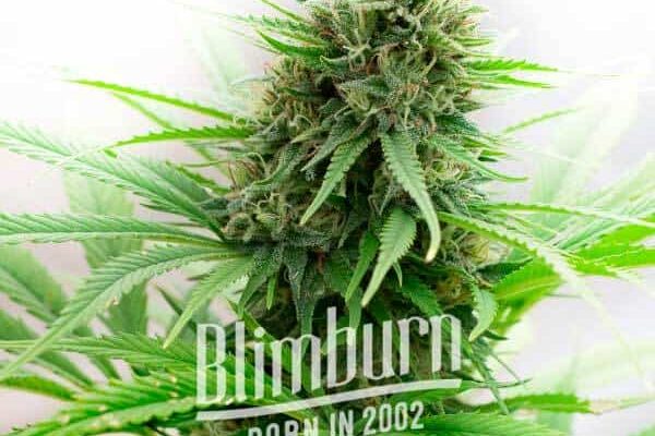 Critical Regular (Blimburn Seeds) – offizielles Produktbild