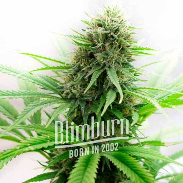 Critical Regular (Blimburn Seeds) – offizielles Produktbild