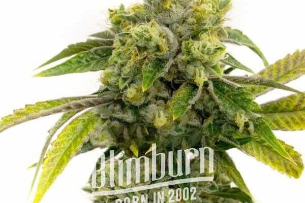 Critical x AK47 Auto (Blimburn Seeds) – offizielles Produktbild