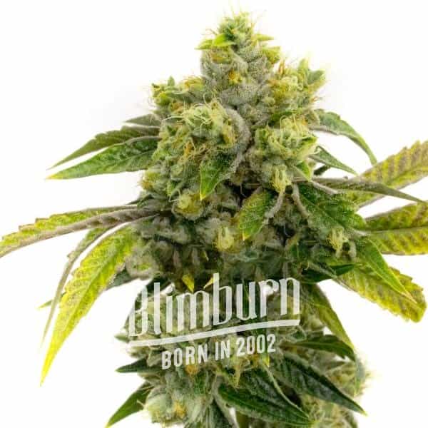 Critical x AK47 Auto (Blimburn Seeds) – offizielles Produktbild