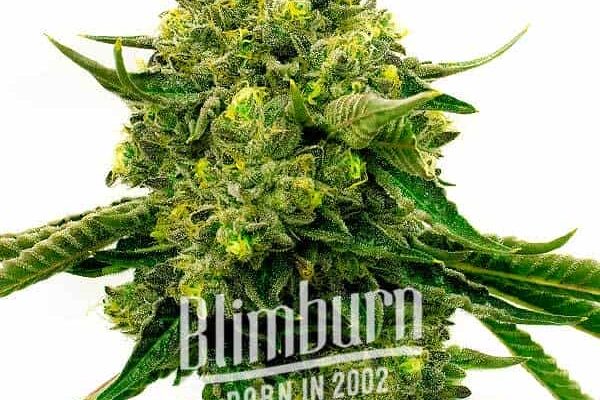 Papas Candy Regulär (Blimburn Seeds) – offizielles Produktbild