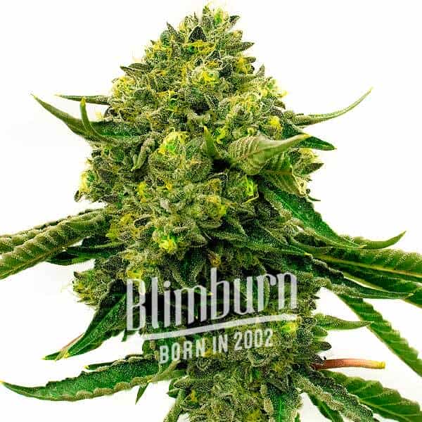 Papas Candy Regulär (Blimburn Seeds) – offizielles Produktbild