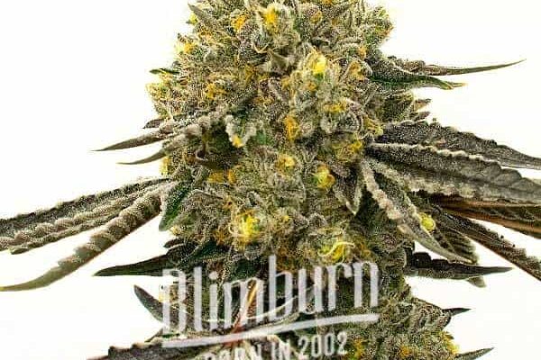 Critical x Fast Bud Auto (Blimburn Seeds) – offizielles Produktbild