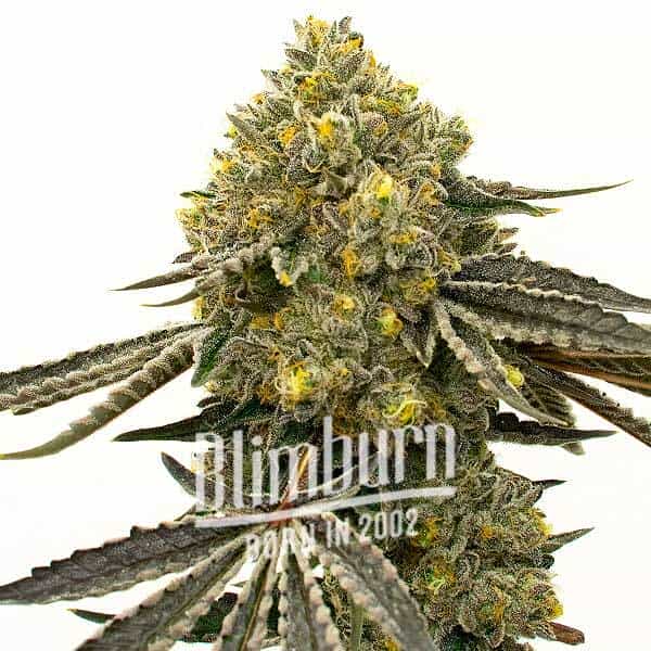 Critical x Fast Bud Auto (Blimburn Seeds) – offizielles Produktbild