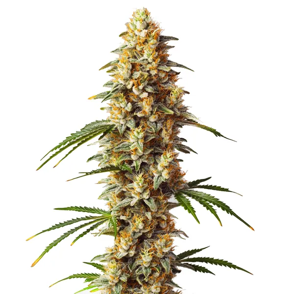 Critical x Gorilla G4 Auto (Blimburn Seeds) – offizielles Produktbild