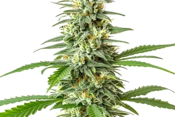Critical x Mazar Auto (Blimburn Seeds) – offizielles Produktbild