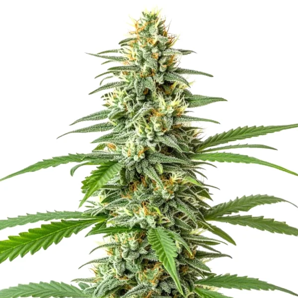 Critical x Mazar Auto (Blimburn Seeds) – offizielles Produktbild