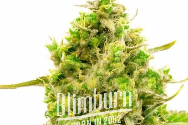 Critical x No Name Auto (Blimburn Seeds) – offizielles Produktbild