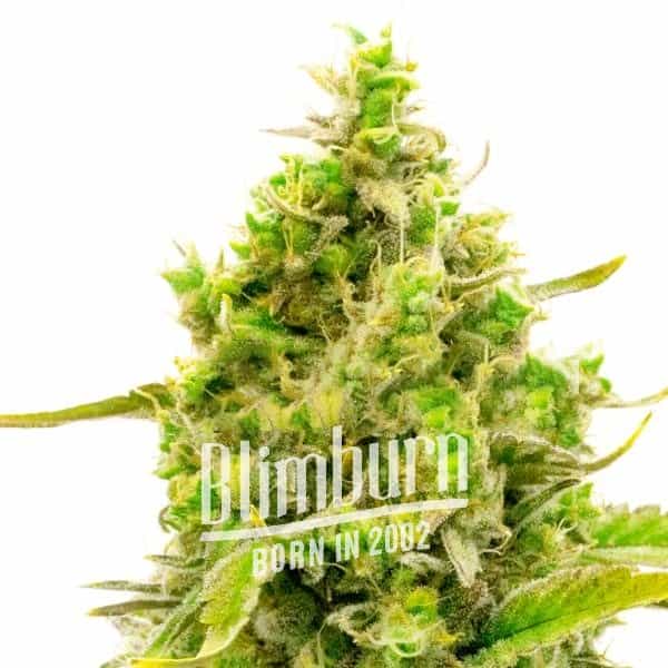Critical x No Name Auto (Blimburn Seeds) – offizielles Produktbild
