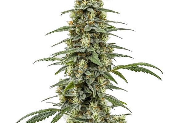 Critical x Northern Light Auto (Blimburn Seeds) – offizielles Produktbild