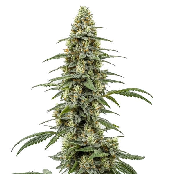Critical x Northern Light Auto (Blimburn Seeds) – offizielles Produktbild