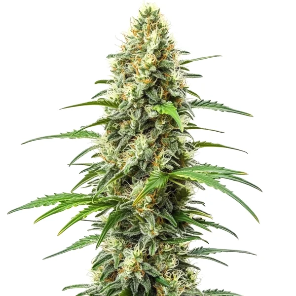 Critical x Somango (Blimburn Seeds) – offizielles Produktbild