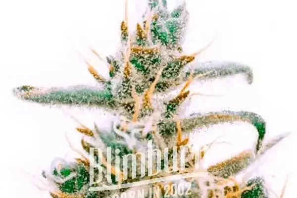 Critical Jack (Blimburn Seeds) – offizielles Produktbild