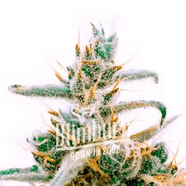 Critical Jack (Blimburn Seeds) – offizielles Produktbild