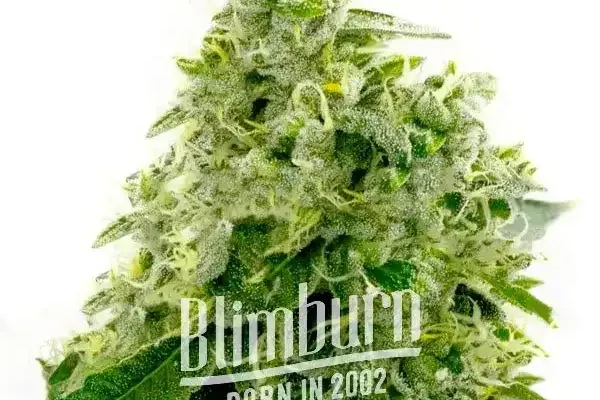 Critical Widow (Blimburn Seeds) – offizielles Produktbild