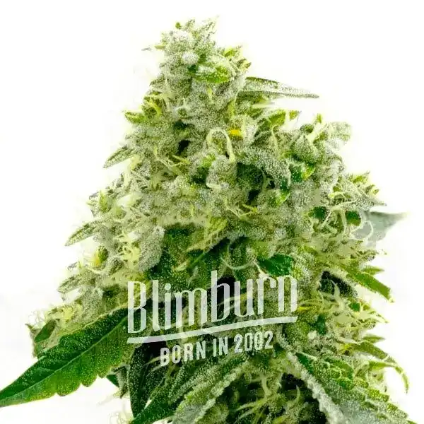 Critical Widow (Blimburn Seeds) – offizielles Produktbild