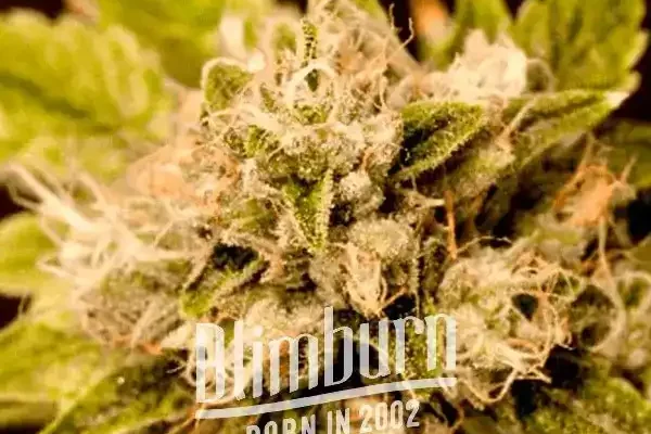 Critical x Cheese Candy (Blimburn Seeds) – offizielles Produktbild