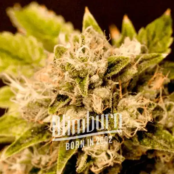 Critical x Cheese Candy (Blimburn Seeds) – offizielles Produktbild
