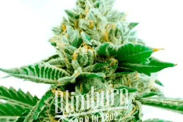 Critical x Green Crack (Blimburn Seeds) – offizielles Produktbild