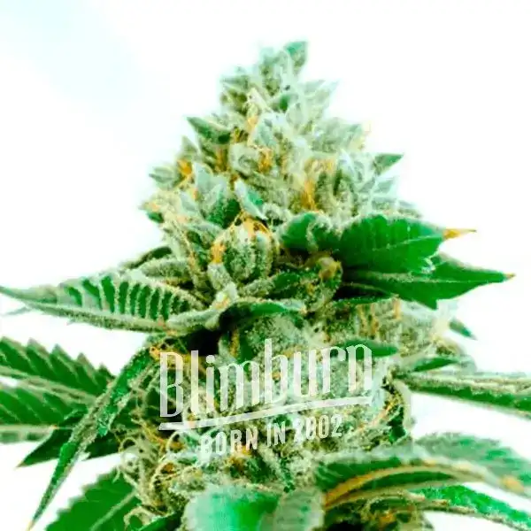 Critical x Green Crack (Blimburn Seeds) – offizielles Produktbild