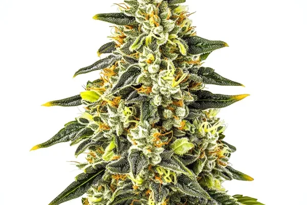 Crystal (Blimburn Seeds) – offizielles Produktbild