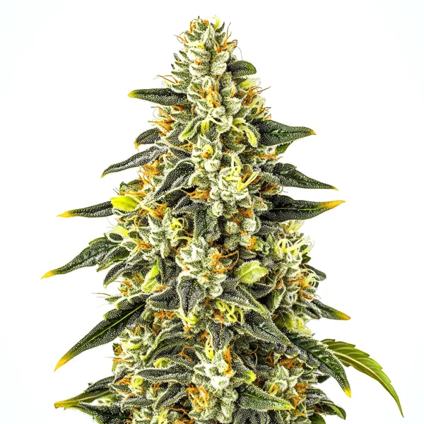 Crystal (Blimburn Seeds) – offizielles Produktbild
