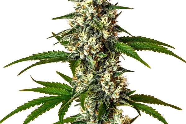 Crystal Candy Auto (Blimburn Seeds) – offizielles Produktbild