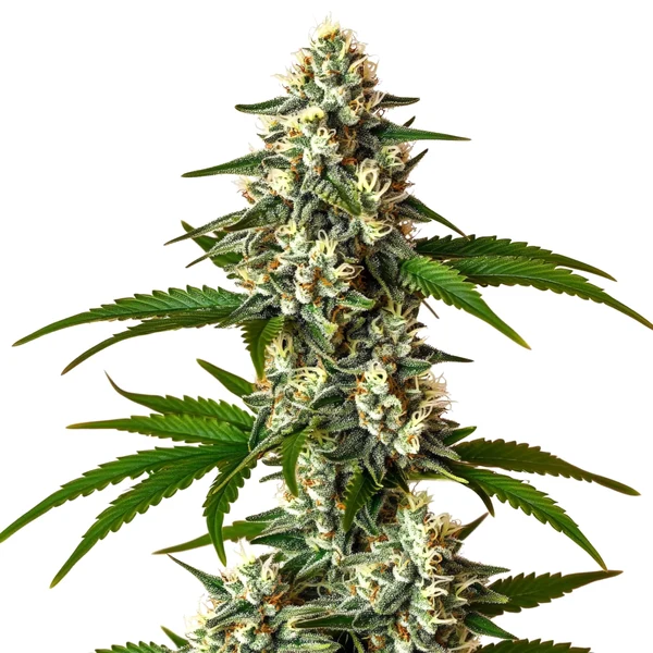 Crystal Candy Auto (Blimburn Seeds) – offizielles Produktbild