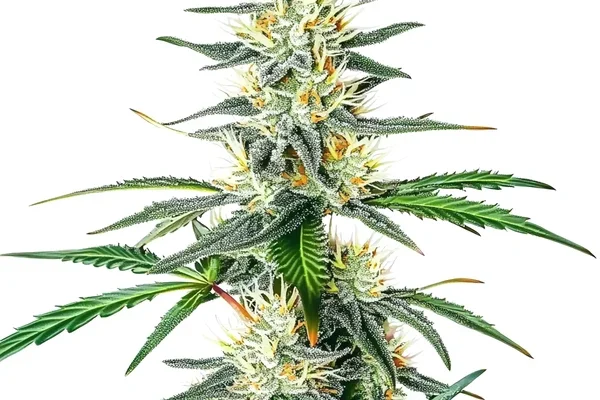Dama Blanca (Blimburn Seeds) – offizielles Produktbild