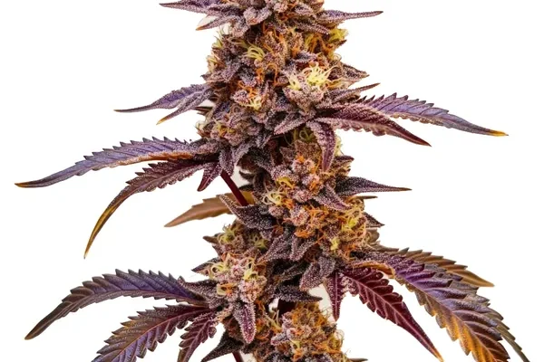 Dark Star Auto (Blimburn Seeds) – offizielles Produktbild