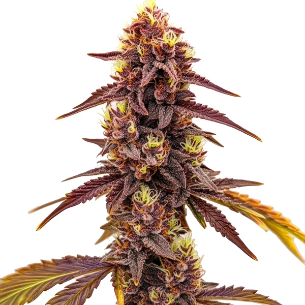 Dark Star Schnellversion (Blimburn Seeds) – offizielles Produktbild