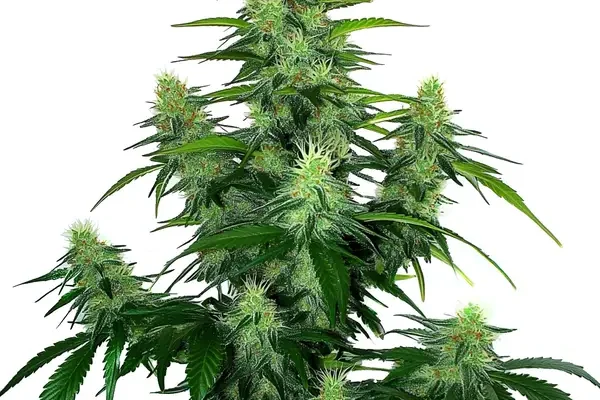 Deelite Auto (Blimburn Seeds) – offizielles Produktbild