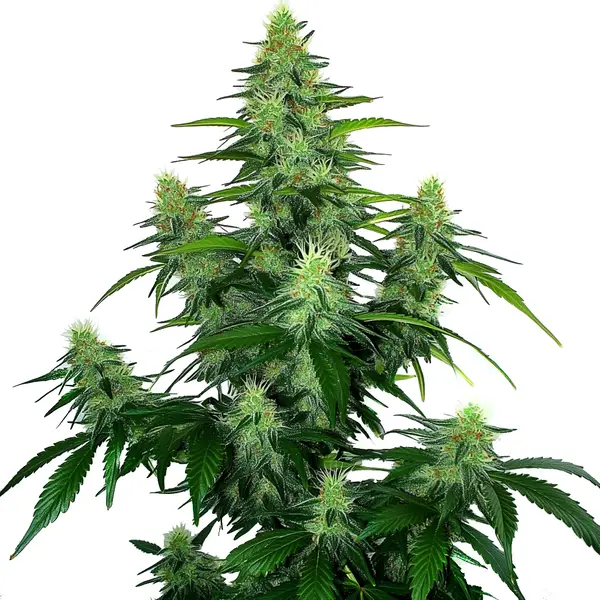 Deelite Auto (Blimburn Seeds) – offizielles Produktbild